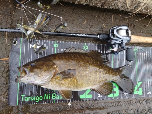 スモールマウスバスの釣果