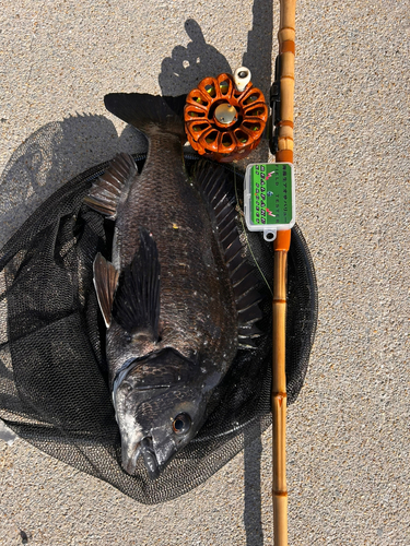 カンダイの釣果