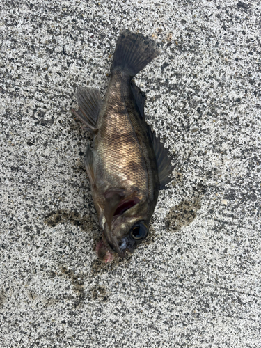 シロメバルの釣果