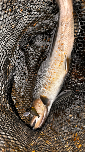 ヤマトイワナの釣果