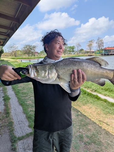 バラマンディの釣果