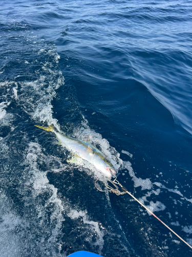 ヒラマサの釣果