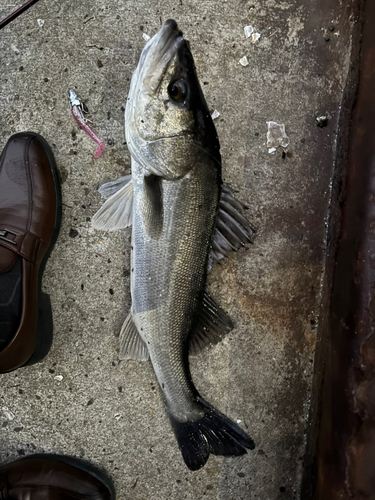 スズキの釣果