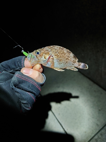 クロソイの釣果