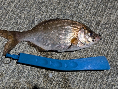 ウミタナゴの釣果