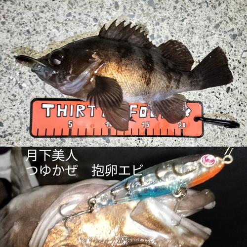 メバルの釣果