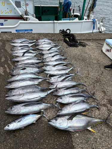 ビンチョウマグロの釣果