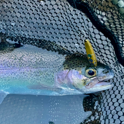 ニジマスの釣果