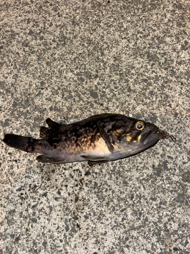 クロソイの釣果