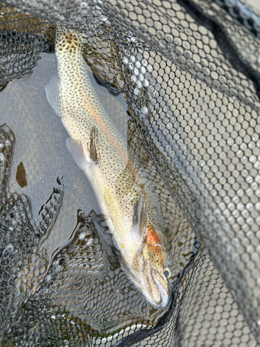 ニジマスの釣果