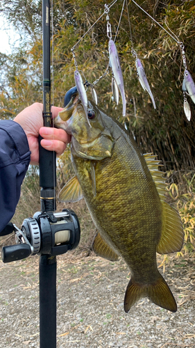 スモールマウスバスの釣果