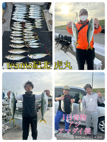 ハマチの釣果