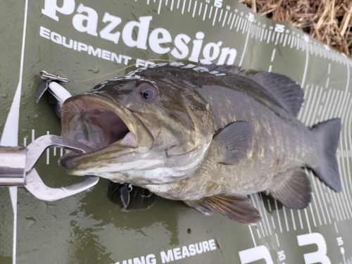 スモールマウスバスの釣果