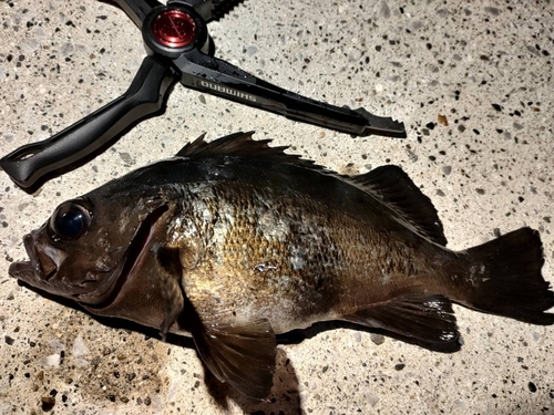 クロメバルの釣果