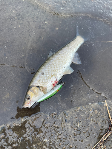 ウグイの釣果