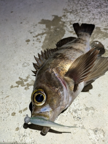 メバルの釣果