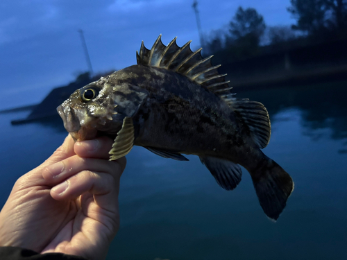 クロソイの釣果