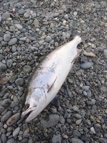 サクラマスの釣果