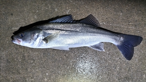 セイゴ（マルスズキ）の釣果