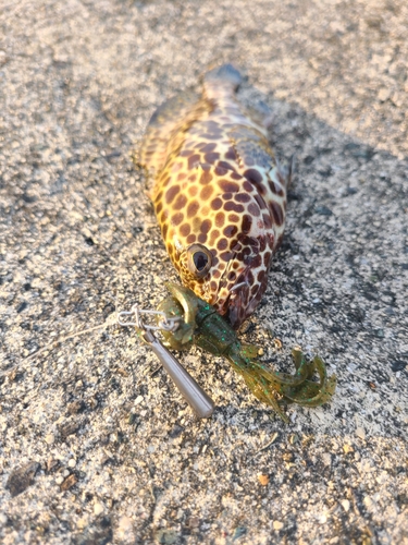 イシミーバイの釣果