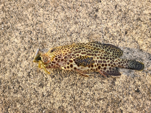 イシミーバイの釣果