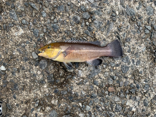 コブダイの釣果