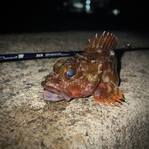 メバルの釣果