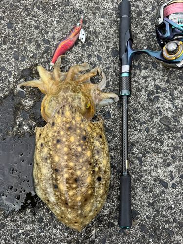 コウイカの釣果