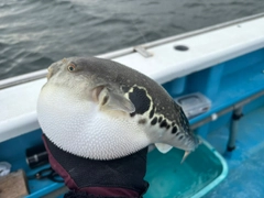 トラフグの釣果