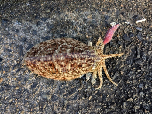 コウイカの釣果