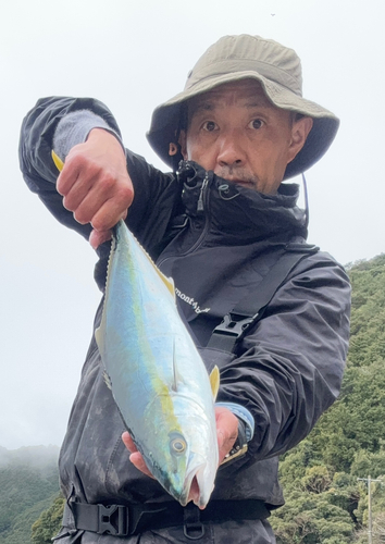 ハマチの釣果