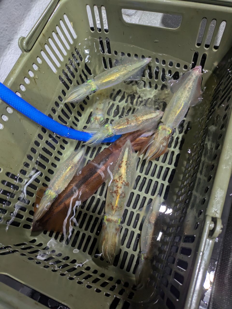 ぼ〜ちゃんFamily🎣さんの釣果 1枚目の画像