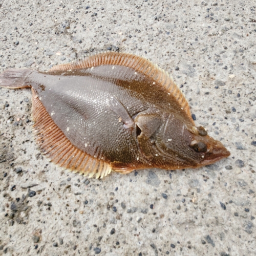 カレイの釣果