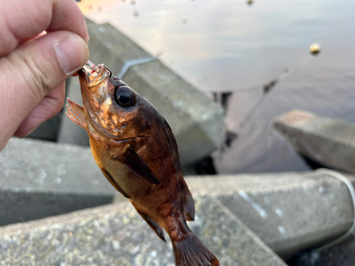 アカメバルの釣果