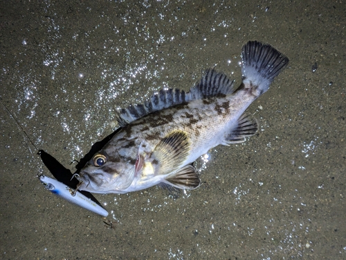 クロソイの釣果