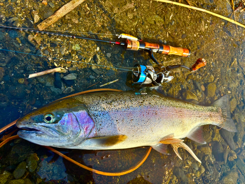 ニジマスの釣果