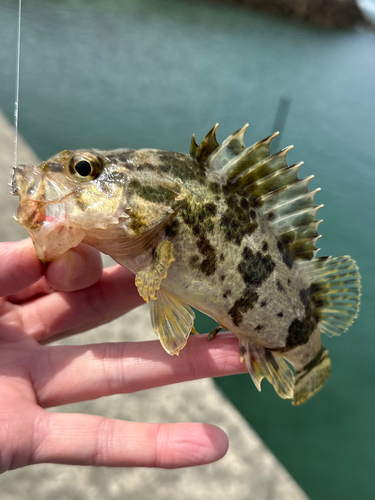 タケノコメバルの釣果