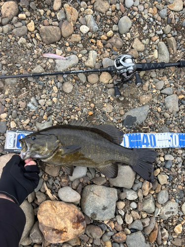 スモールマウスバスの釣果