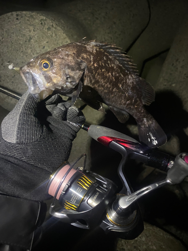 クロソイの釣果