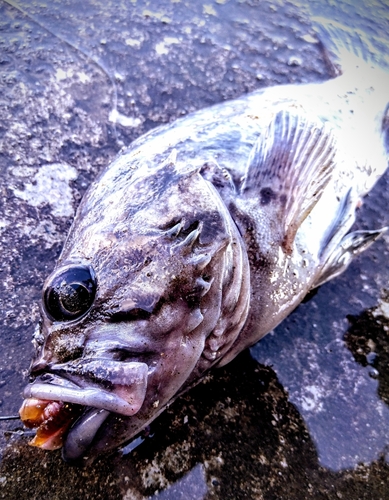 クロソイの釣果