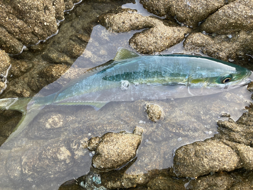 ハマチの釣果