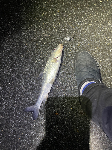 ニゴイの釣果