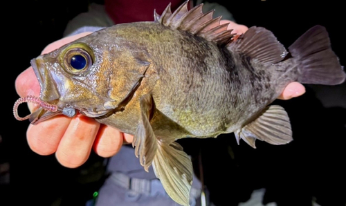 シロメバルの釣果