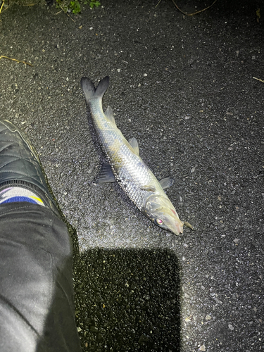 ニゴイの釣果