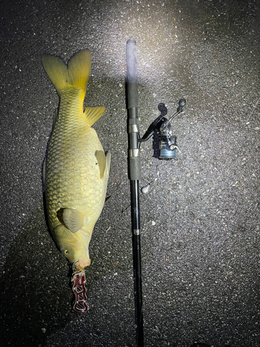 コイの釣果