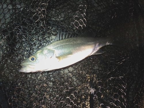 セイゴ（マルスズキ）の釣果