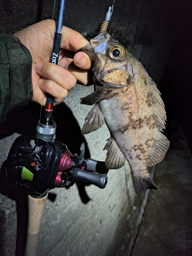 メバルの釣果