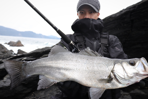 ヒラスズキの釣果