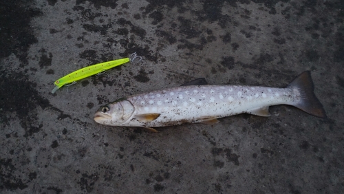 アメマスの釣果