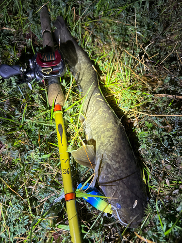 ナマズの釣果